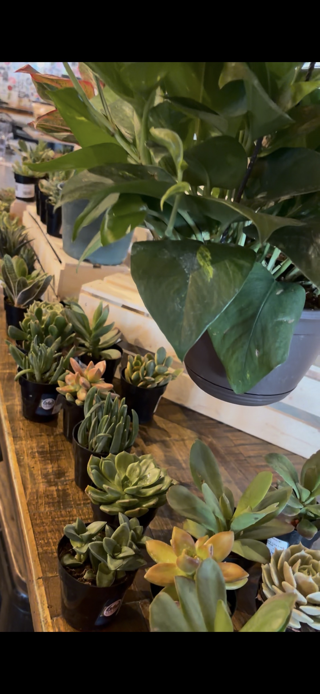Plant Bingo event photo